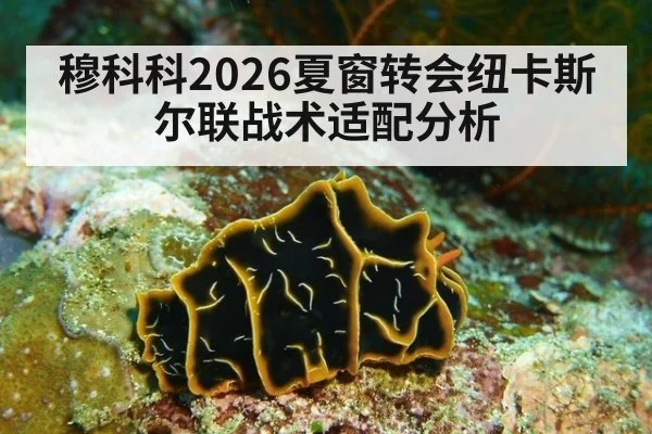 穆科科2026夏窗转会纽卡斯尔联战术适配分析